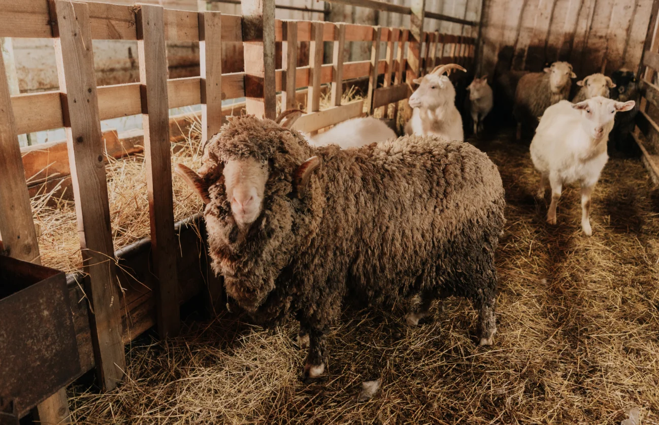 Фото Экоранчо - отдых на ферме в Алексеевке - развлечение в Москве | Досугатор